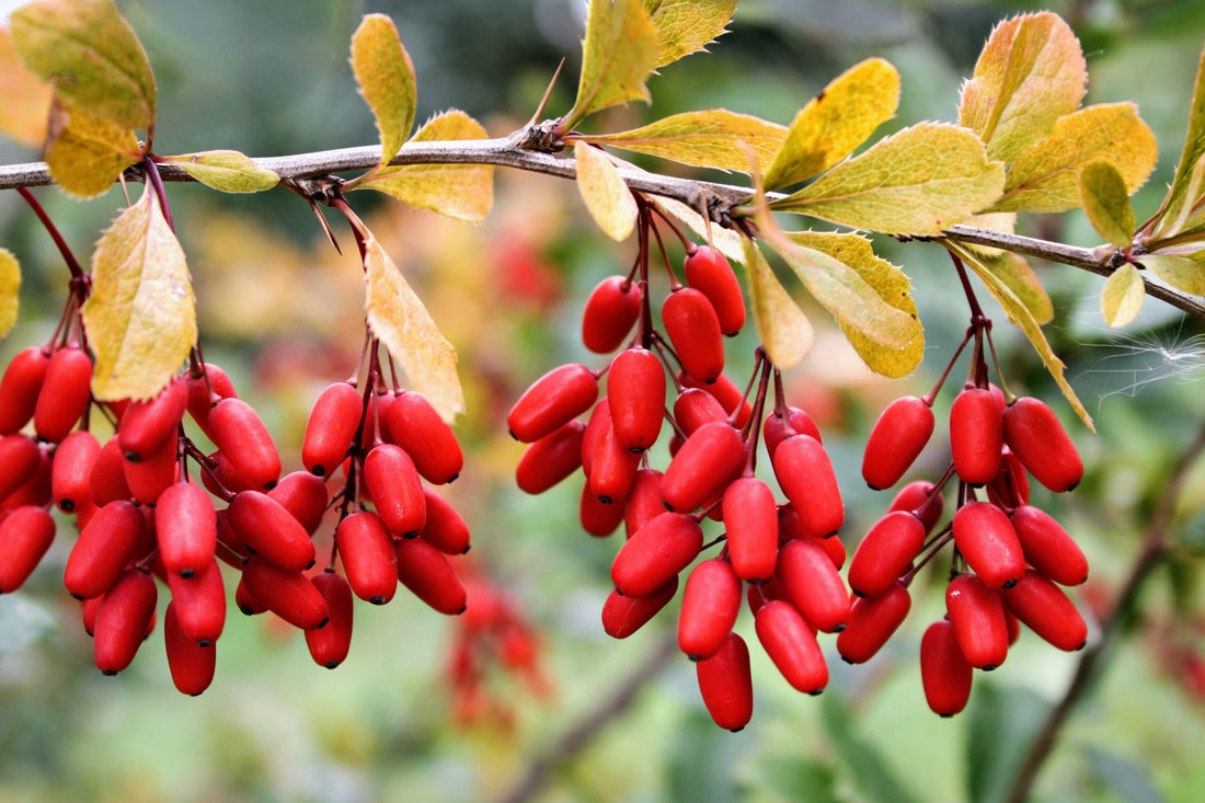 What is All The Buzz Around Berberine